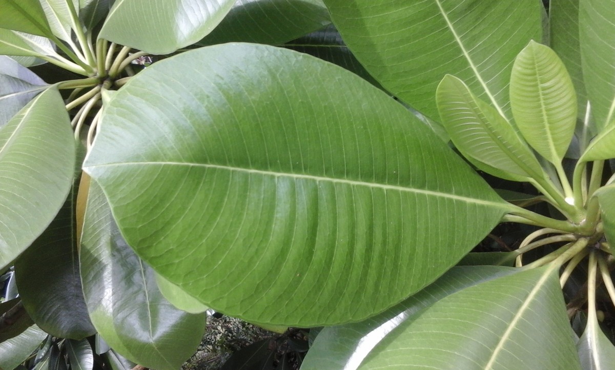 Ochrosia oppositifolia (Lam.) K.Schum.